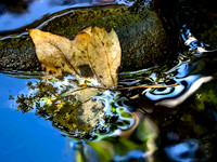 LEAVES WITHOUT THEIR TREES