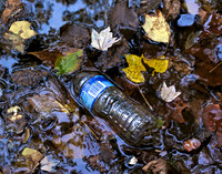 Beauty and Debris:  Images From an Urban Creek