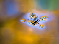 Water Striders