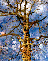 REFLECTED GLORIES:  Trees in Sligo Creek